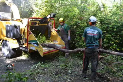 tree services Leadville North